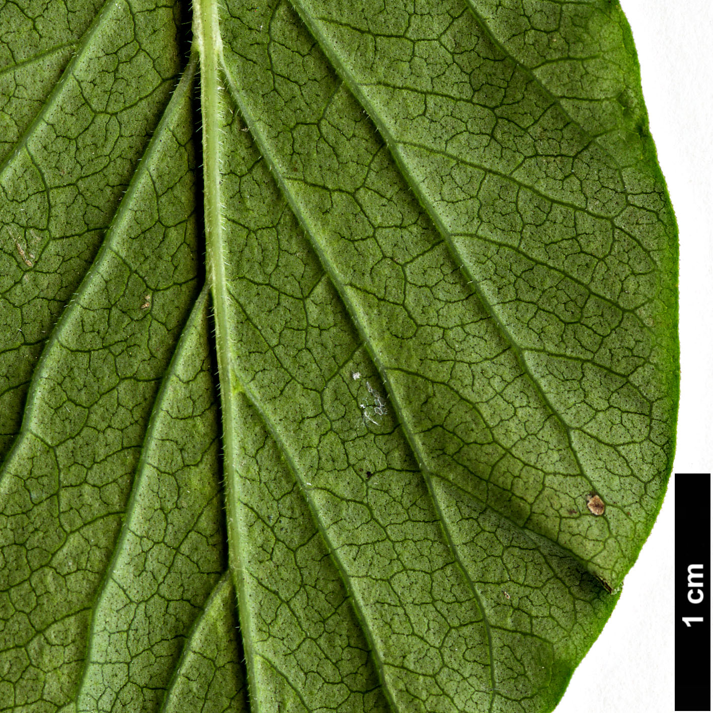 High resolution image: Family: Oleaceae - Genus: Syringa - Taxon: pubescens - SpeciesSub: subsp. patula